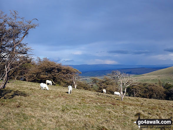 Walk c113 Helvellyn from Thirlmere - Fell ponies on Great Mell Fell