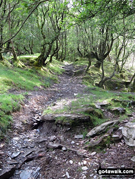 Woodland by Afon Bwlch y Groes near Dolwyddelan