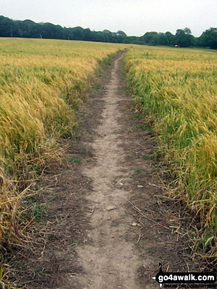 Field path near Thornton-le-Dale 