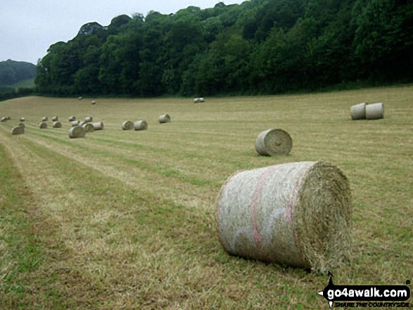 Hay Bales near Ellerburn 