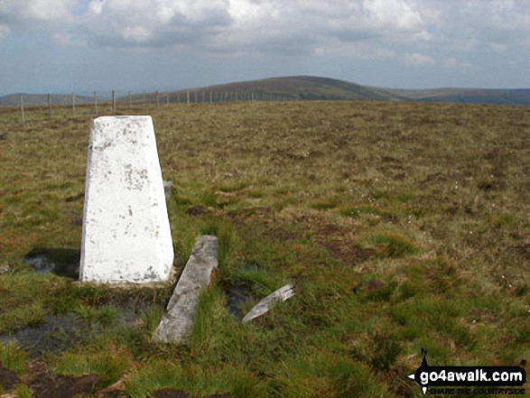 Walk n140 Cushat Law and Bloodybush Edge from Alwinton - Bloodybush Edge summit trig point with Cushat Law in the distance