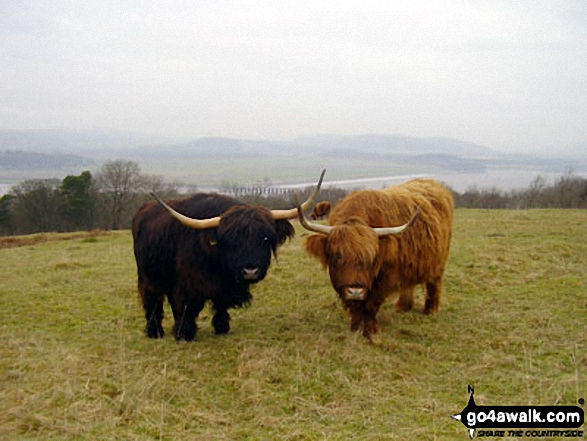 Long haired highland cows near the summit of Arnside Knott The only intelligent life I saw all day!