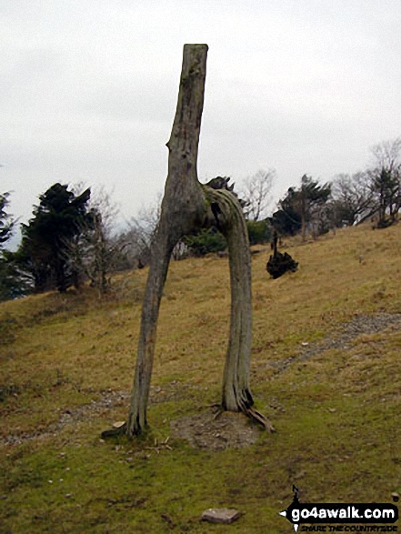 Walk c359 Arnside Knott from Arnside (Morecambe Bay) - Unusual tree remains on Arnside Knott