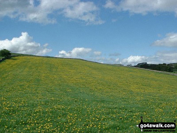 Walk s111 Dove Dale, Ilam, Castern Hall and Stanshope from Milldale - Dandelion Field between Stanshope & Milldale