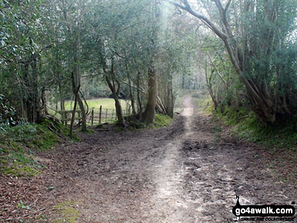 Walk ha109 Lyndhurst Hill and Swan Green from Lyndhurst - Woodland on Emery Down