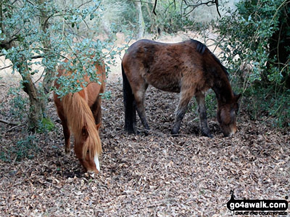 Walk ha109 Lyndhurst Hill and Swan Green from Lyndhurst - New Forest Ponies near Allum Green House