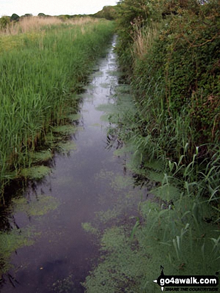 Walk ws154 Westfield and Barnham from Yapton - Ryebank Rife