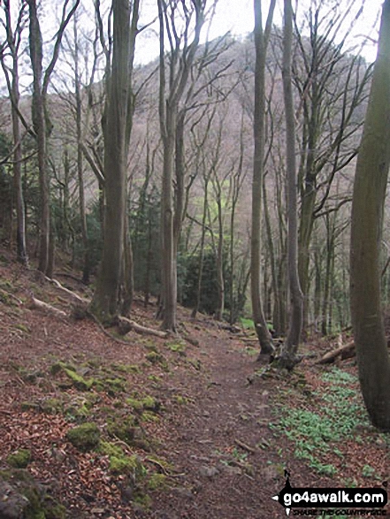 Walk gl107 Highmeadow Woods from Symonds Yat - Woodland near Seven Sisters Rocks