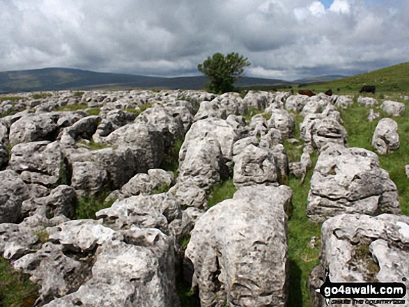 Walk ny322 The Yorkshire Three Peaks Challenge as a 2 day walk - Day 2 from Horton in Ribblesdale - Limestone Pavement on way to Whernside