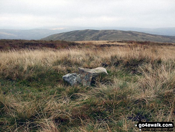 The Forest (Bannisdale) Photo by David Elliott