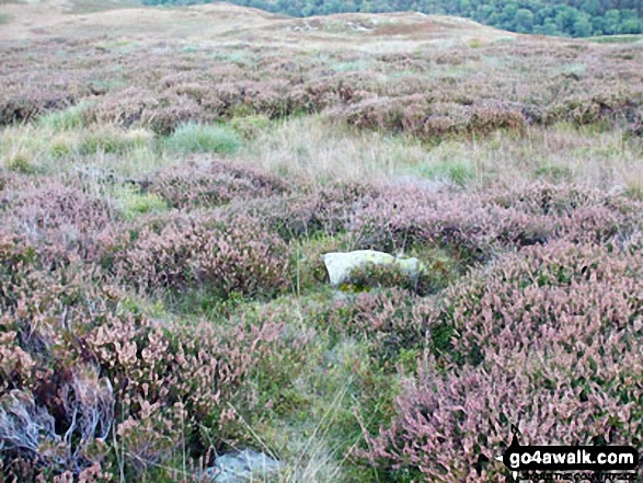 Naddle Low Forest summit cairn 