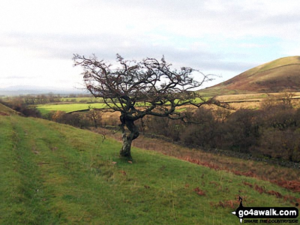 Walk c460 Knock and Great Rundale Beck from Dufton - Lone Tree near Knock