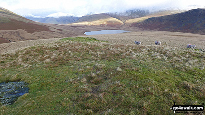 Walk c440 Whin Rigg, Illgill Head and Boat How from Miterdale Bridge - Burnmoor Tarn and the snow-capped Wasdale Fells from the summit of Boat How