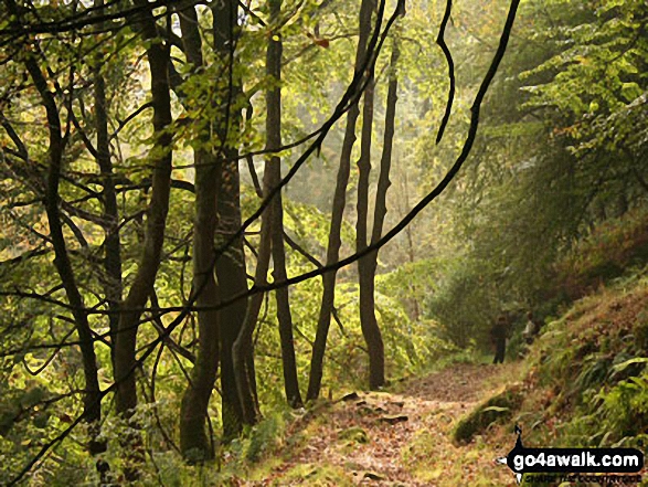 Woodland near Gibson Mill
