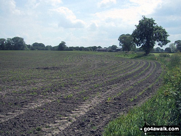 Walk ch141 Siddington Heath from Redes Mere - Cheshire Countryside near Capesthorne Hall