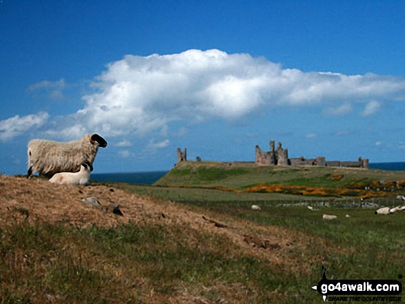 Walk n152 Dunstan from Craster - Dunstanburgh Castle