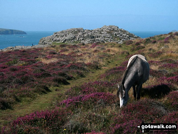 Walk pe120 Carn Llidi, Carnedd-lleithr and St David's Head from Whitesands Bay (Porth Mawr) - Wild ponies on St David's Head, The Pembrokeshire Coast Path