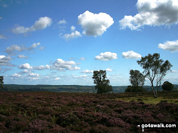 Walk d199 Stanton Moor from Rowsley - Heather in bloom on Stanton Moor