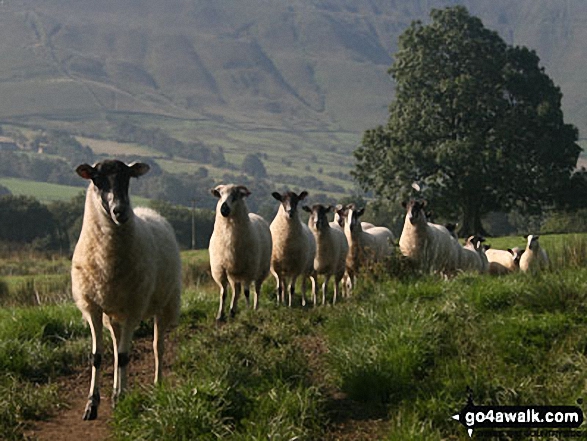 Walk d145 Jaggers Clough and The River Noe from Edale - Sheep in Edale on the path to Barber Booth