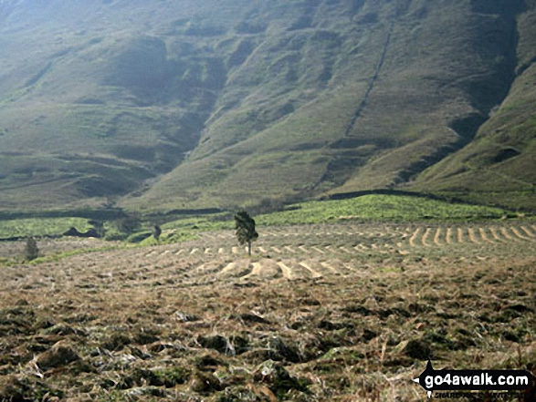 Lonely tree in Edale 