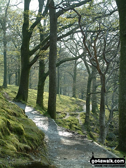 Walk c411 Starling Dodd via Scale Beck from Buttermere - Buttermere Lakeside path