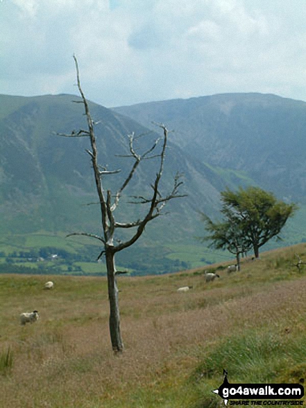 Walk c132 Low Fell and Fellbarrow from Lanthwaite Wood - Whiteside from Fellbarrow