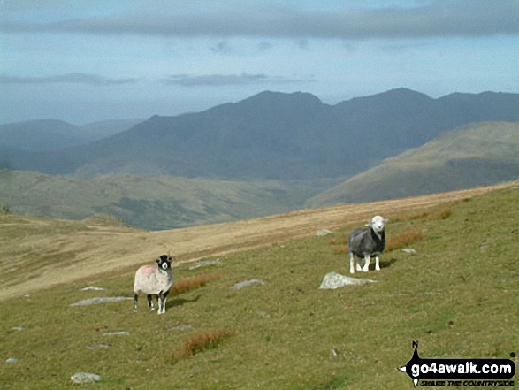 The Scafell Range from Great Carrs 