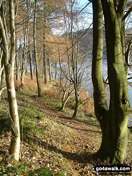 Woodland on the shores of Thirlmere