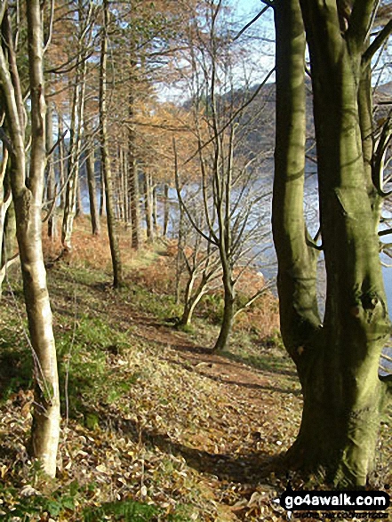 Walk c158 High Tove, Thirlmere and Blea Tarn from Watendlath - Woodland on the shores of Thirlmere