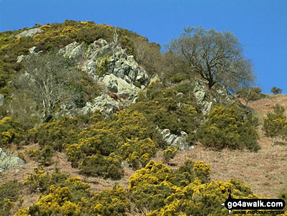 Walk c309 Great Mell Fell, Little Mell Fell and Gowbarrow Fell - Priest's Crag