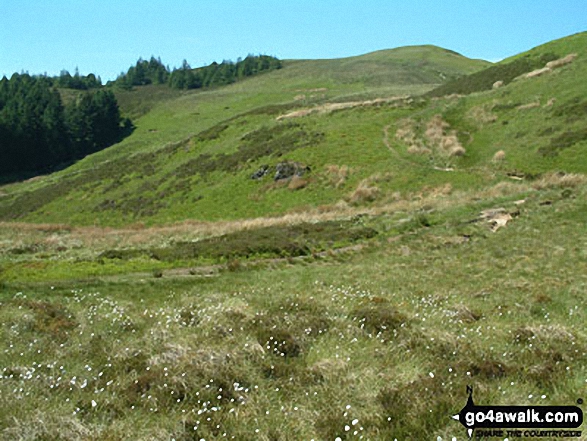 Walk c360 The Lorton and Wythop Fells from Whinlatter Forest Park - Lord's Seat (Whinlatter) summit