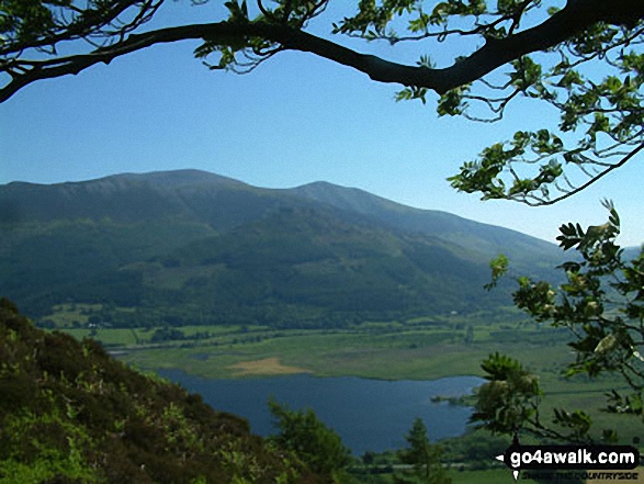 Walk c183 Lord's Seat and Graystones from Whinlatter Forest Park - Dodd and Skiddaw from Barf