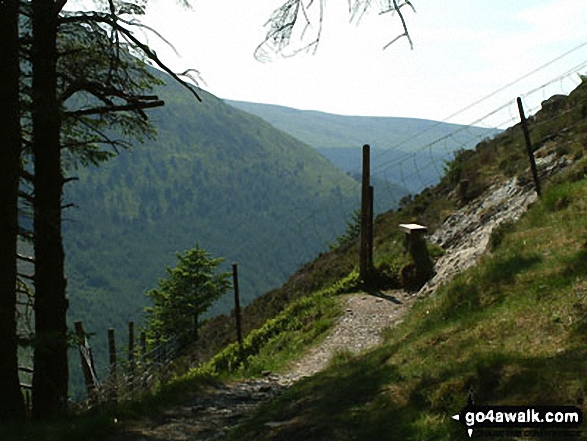 Walk c183 Lord's Seat and Graystones from Whinlatter Forest Park - Leaving Whinlatter Forest on route to Whinlatter (Whinlatter Top) and Whinlatter (Brown How)