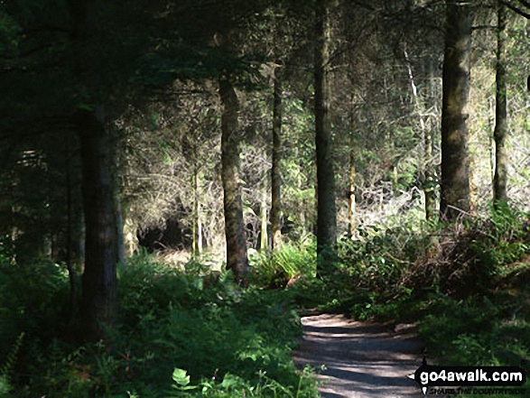 Walk c360 The Lorton and Wythop Fells from Whinlatter Forest Park - Path in Whinlatter Forest