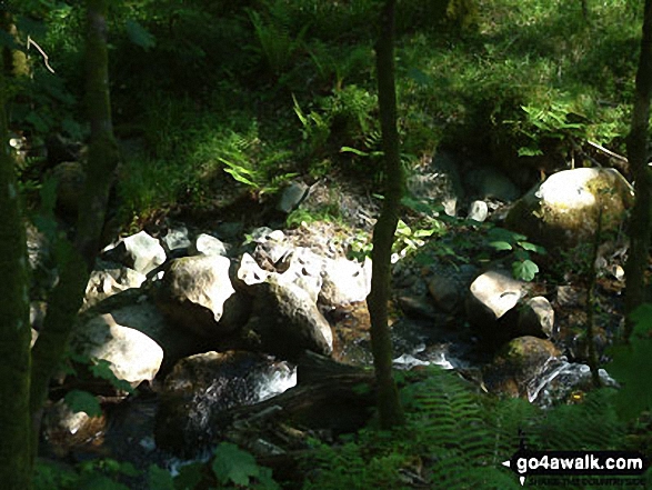 Walk c183 Lord's Seat and Graystones from Whinlatter Forest Park - Comb Beck in Whinlatter Forest