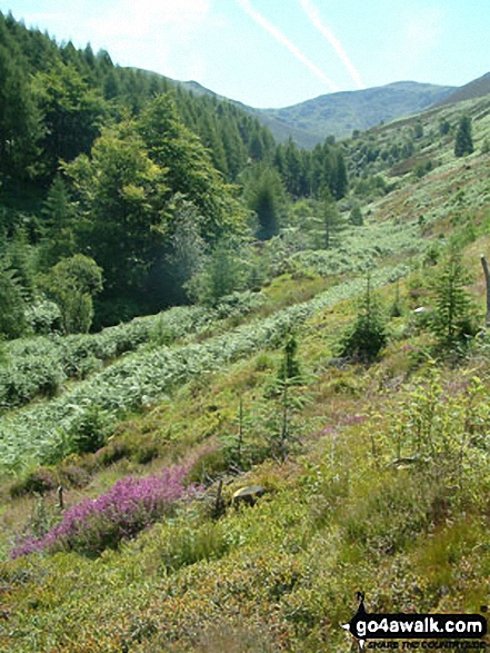 Haycock from Woundell Beck