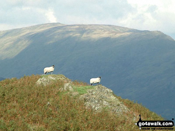 Sheep on Black Fell (Black Crag) 