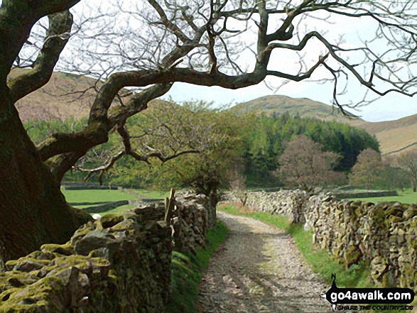 Walk c132 Low Fell and Fellbarrow from Lanthwaite Wood - The Path to Hen Comb from Loweswater