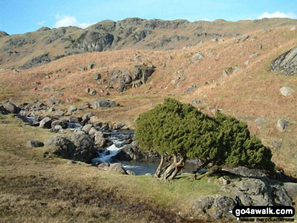 Walk c195 Castle How and Blea Rigg from Grasmere - Sour Milk Gill