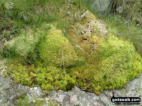 Walk c371 Esk Pike and Bow Fell (Bowfell) from The Old Dungeon Ghyll, Great Langdale - Moss Detail on Esk Pike