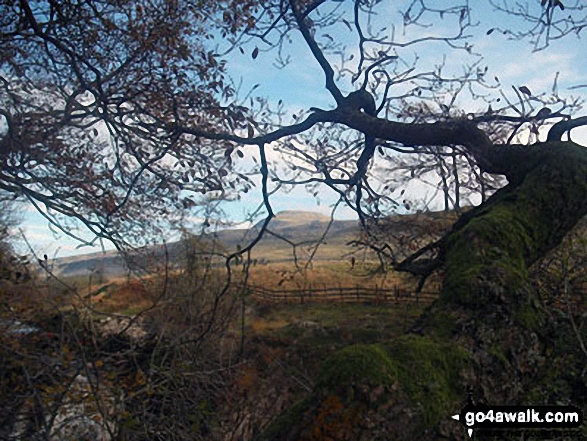 Ingleborough through the trees from above Beezley Falls, The Ingleton Waterfalls 