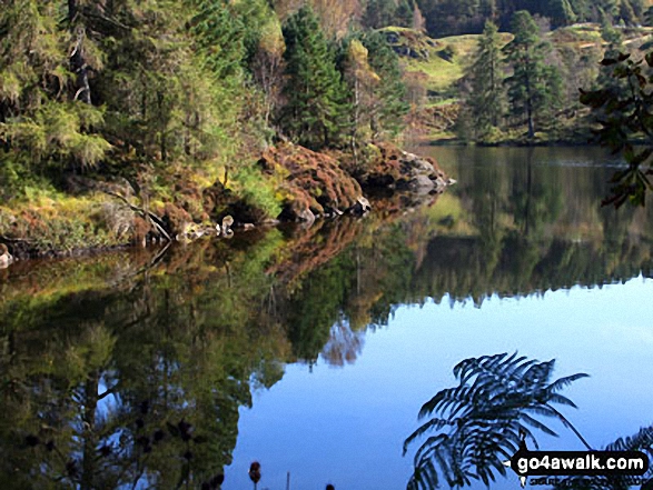 Walk c121 Tarn Hows and Yew Tree Tarn from Tom Gill - Tarn Hows