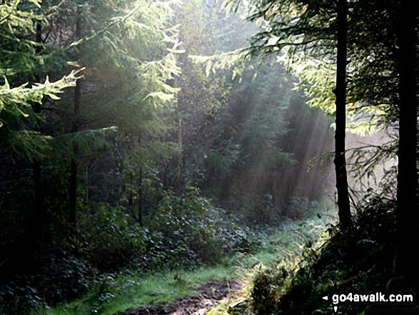 Walk c148 The Silurian Way in the Grizedale Forest - Grizedale Forest