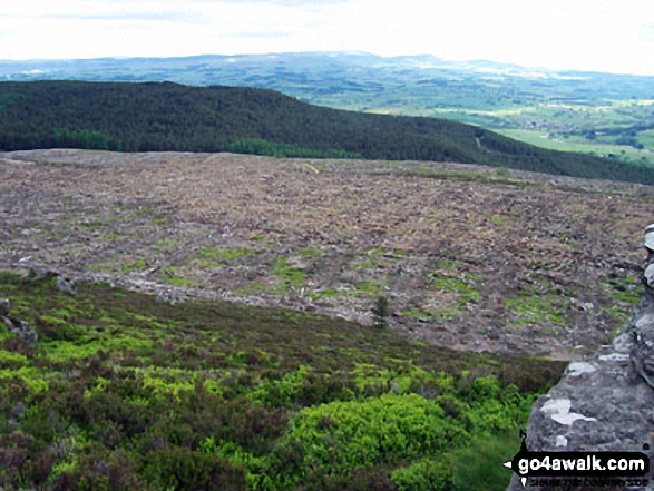 Walk n130 Simonside from Rothbury - Forestry work from Simonside