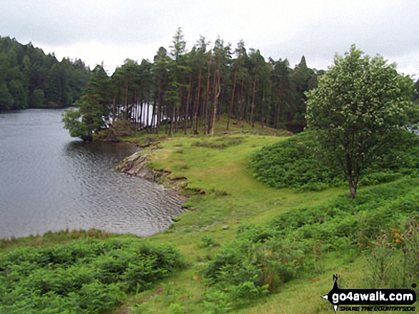 Walk c121 Tarn Hows and Yew Tree Tarn from Tom Gill - Tarn Hows