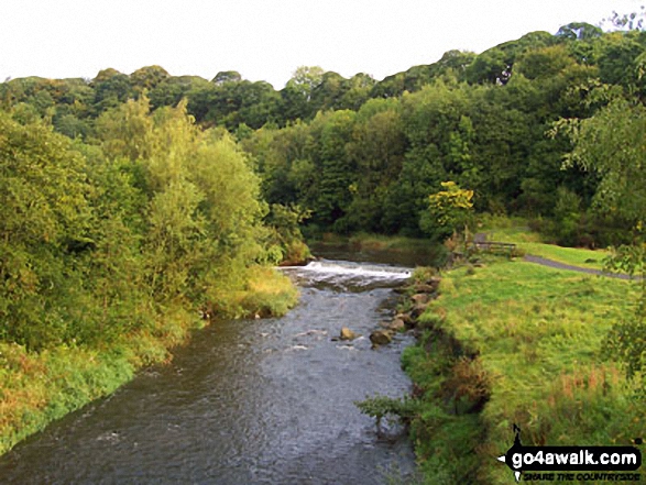 The River Derwent on The Red Kite Trail near Winlaton Mill, Gateshead Did manage to see one kite flying, plus heron, rabbits and grey squirrels