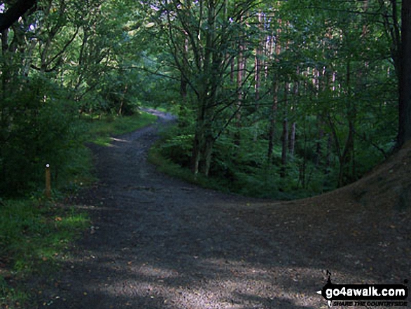 The Red Kite Trail in Chopwell Wood 