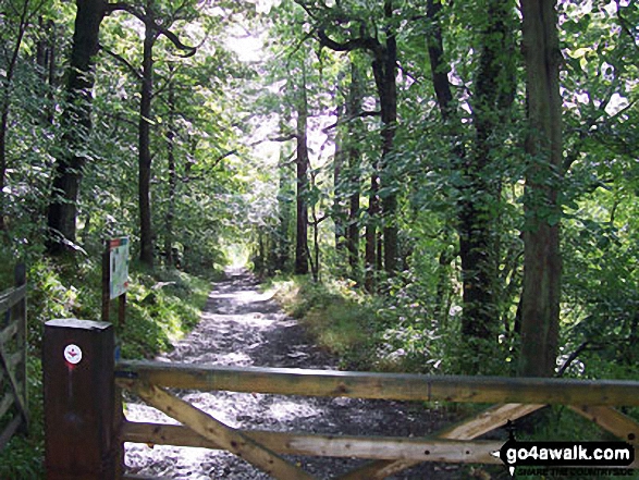 The Red Kite Trail in Chopwell Wood 