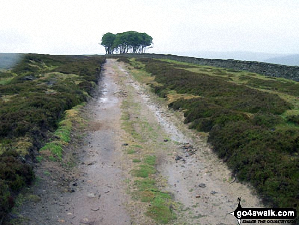 Walk du104 Elephant Trees from Wolsingham - The Elephant Trees