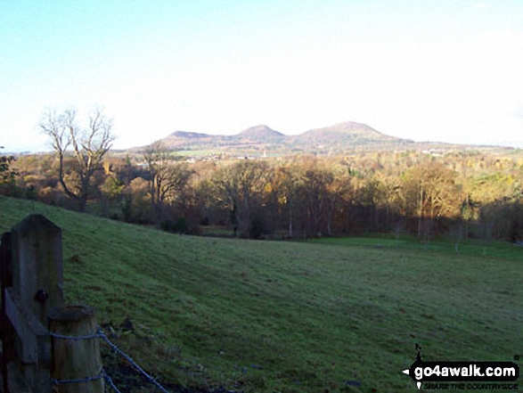 Eildon Wester Hill, Eildon Mid Hill and Eildon Hill North from The St Cuthbert's Way near Tweed Horizons Walking St Cuthbert's Way - Day 2